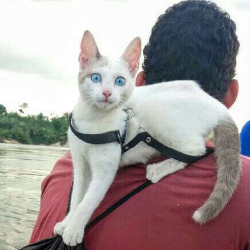 Com gatinha na garupa, dupla planeja pedalar até o Alasca